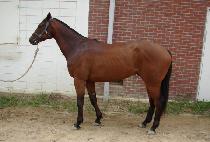 ����佺 (HENRY HIGGINS) ����