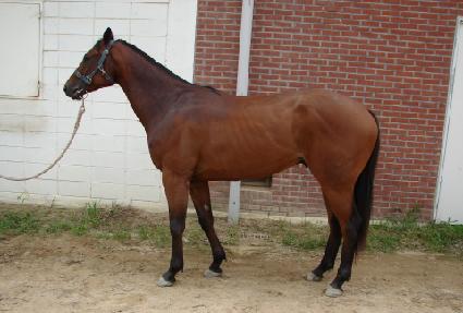 ����佺 ����