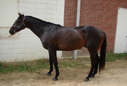 ����Ʈ���ƽ� ����