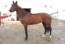 SANGSEUNG ACE picture