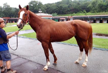 ��ȣ���̾� ����