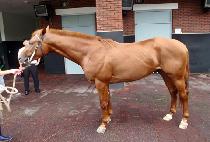 ����� (URAMI) ����