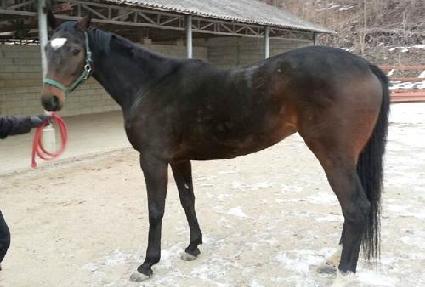 ������ ����