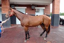 �����ϸӴ�ī (BOSTON MONEY CAR) ����