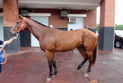 �����ϸӴ�ī ����