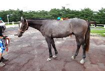 �������� (GWANGGAETOHAM) ����