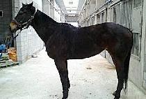 ����� (BAEGEOGI) ����