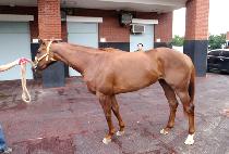 �׸������� (GREEN ENERGY) ����