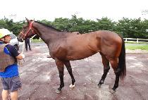 ���۷θ��� (SUN GLORIA) ����