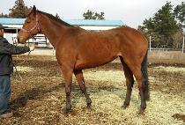 �������� (REGAL JESSI) ����