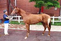 ������ȭ (MURIM BIHWA) ����