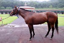 ����������� (REVOLUTION POSE) ����