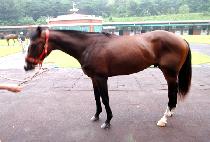 �ӽ������� (MUSTANG UN) ����