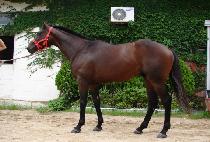 ����뵹ǳ (SINHEUNGDAEDOLPUNG) ����