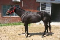 ǻ��ǻó (PURE FUTURE) ����