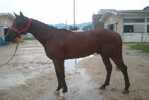 ��Ʈ�󷯳� (ULTRA RUNNER) ����