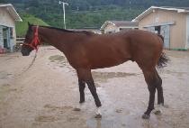 �������� (SEVENFOLD) ����