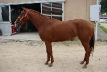 �۷ι����� (GLOBAL RUNNER) ����