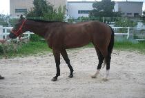 �ͽθ��ο� (WASSAMASSAW) ����