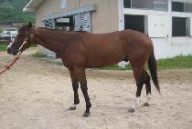 ���̾������� (LION FIGHTER) ����