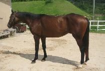 è�����丮 (CHAMP STORY) ����