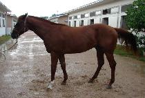 ����ī���� (WIND KAISER) ����