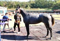 ��Ǫ���� (NEULPUREUN TOP) ����