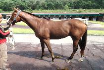 ��ũ�Ƿ� (DUKE SCHILLER) ����