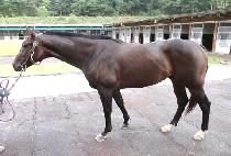 �׷��峪�̳� (GRAND NINER) ����