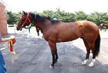 ������ (JIGUCHON) ����