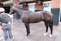 ��ũ����Ʈ (SCRAM Z) ����