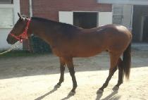 ������ (RAP SPIN) ����