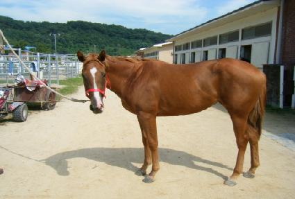 �����̾� ����