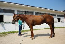 ���÷������ (FOXIE RED HAIR) ����