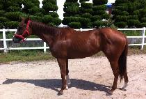 �����Ǿ��� (UTOPIA CALL) ����