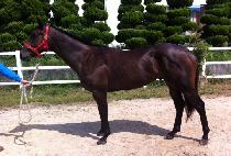 ������ (GANGNYEOLHAN) ����