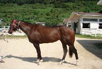 ���ϵ���� (WILD MYEONGUN) ����