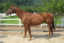 �������� (JEOLDAE JIJON) ����