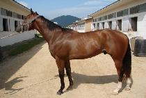 �����̵麸���� (UNBRIDLED VOYAGE) ����