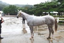 ����Ʈ������ (DESERT SHADOW) ����