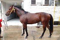 ���̾˷��׷� (JOY ALLEGRO) ����