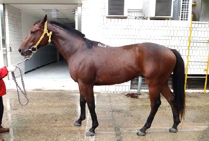 ���̾˷��׷� ����