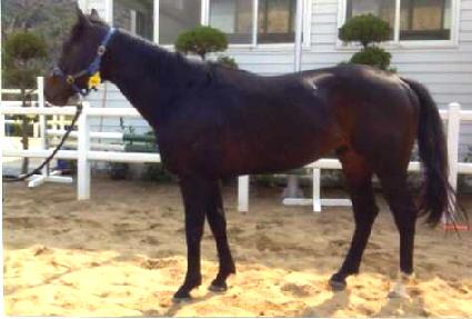 ĸƾ��Ƽ�� ����