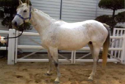 ������̵� ����