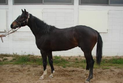 �����Ÿ�� ����