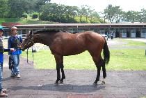 ����ũ��� (AWESOME CROWN) ����