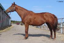 ��Ʈ������ (Z MARIA) ����