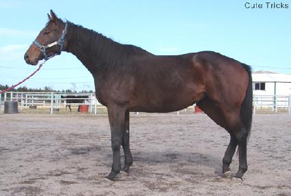 ťƮƮ���� ����