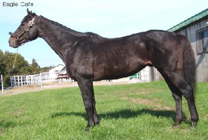 �̱�ī�� ����