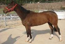 ���̽�è�� (ACE CHAMP) ����